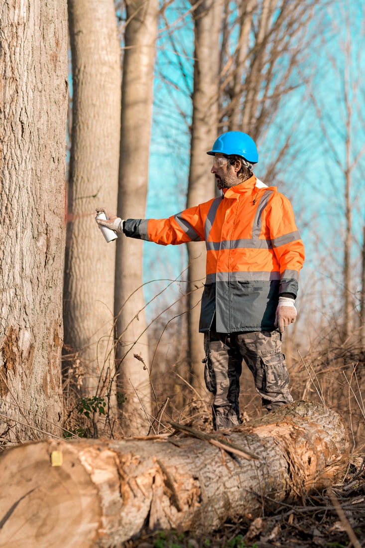 Gestion forestière
